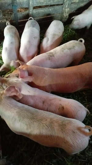 Purcei de vanzare  - imagine 2