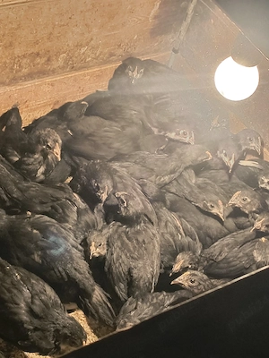 puisori  australorp negru