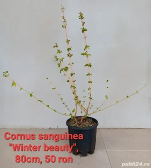Plante ornamentale