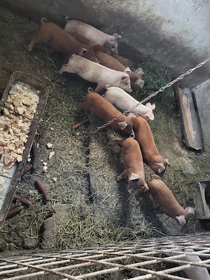 purcei întarcati
