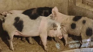 soldani porci 70-80 kg - imagine 5