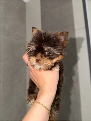 yorkshire terrier cu pedigree - imagine 5