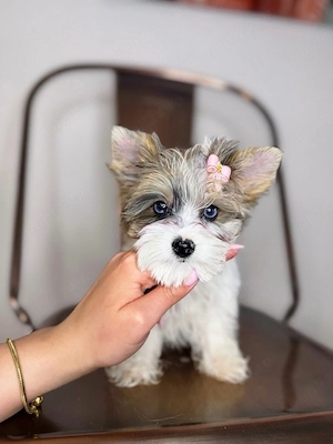 yorkshire terrier cu pedigree - imagine 2