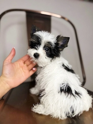 yorkshire terrier cu pedigree