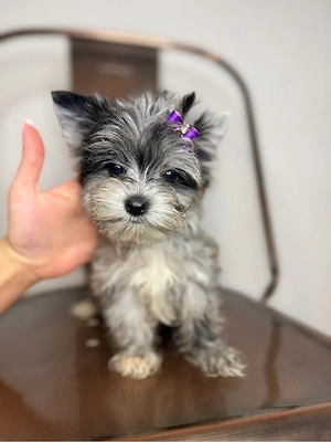 yorkshire terrier cu pedigree - imagine 4