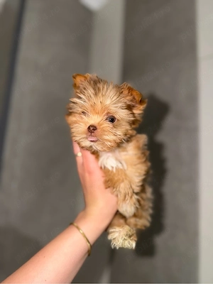 yorkshire terrier cu pedigree - imagine 3