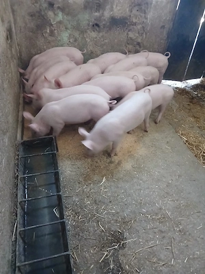 Purcei rasa carne