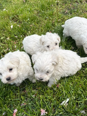 Bichon maltez mini toy - imagine 3
