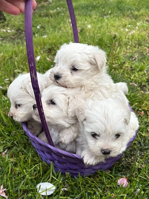 Bichon maltez mini toy