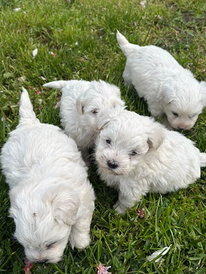 Bichon maltez mini toy - imagine 5