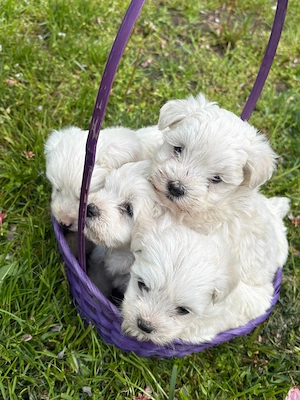 Bichon maltez mini toy - imagine 4