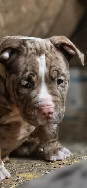 American Bully Pocket  - imagine 5