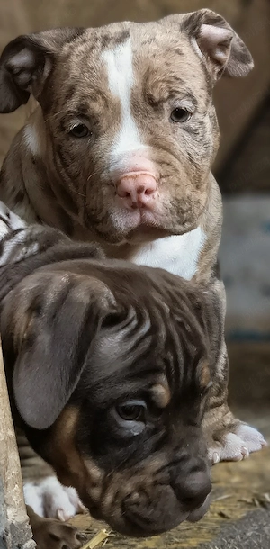 American bully pocket