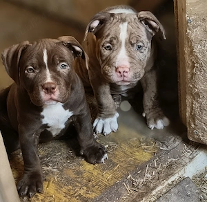 American Bully Pocket  - imagine 3