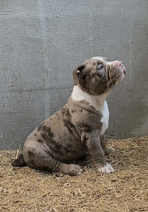 American Bully Pocket 