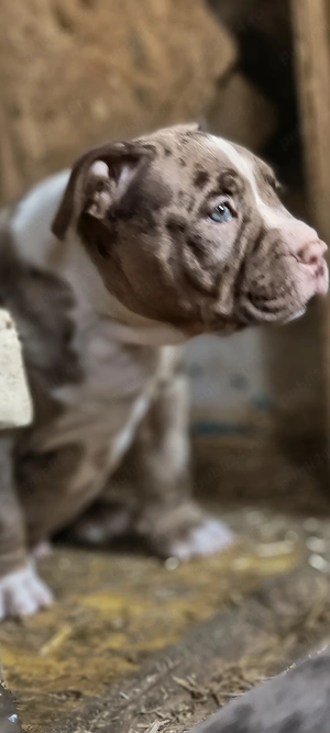 American Bully Pocket  - imagine 4