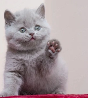 scottish fold crem - imagine 2