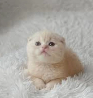scottish fold crem