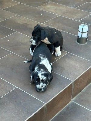Căței dog german(great dane)  - imagine 3