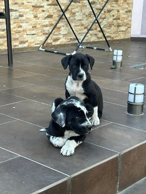 Căței dog german(great dane)  - imagine 4