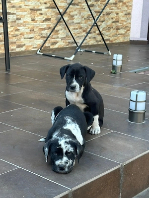 Căței dog german(great dane)  - imagine 5