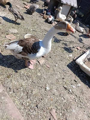 Găște românești