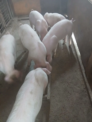 purcei landrace