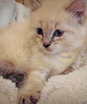 Cadoul ideal fetițe și baieței Ragdoll  - imagine 3
