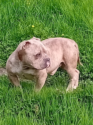American bully mascul
