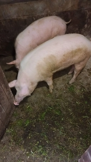 Porci de carne