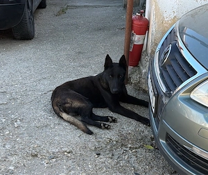 De vânzare mascul Ciobănesc belgian Malinois, în vârstă de 11 luni.  Câinele este vaccinat, deparazi - imagine 4