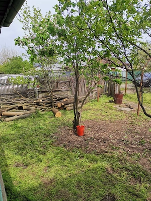 Vând teren de 2700 mp cu casă bătrânească - imagine 3