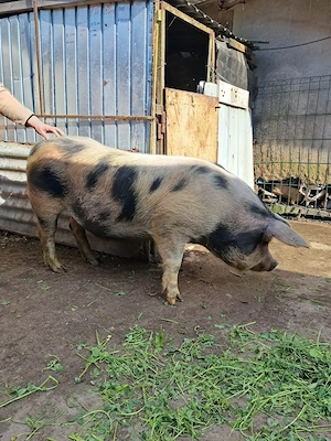 Vând porc pentru sacrificat - imagine 5
