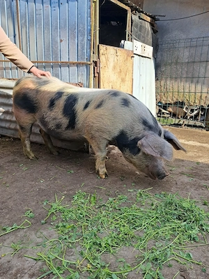 Vând porc pentru sacrificat - imagine 2