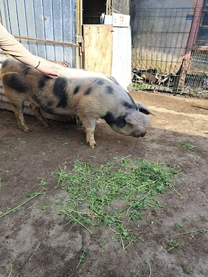 Vând porc pentru sacrificat - imagine 4