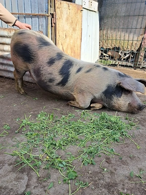 Vând porc pentru sacrificat