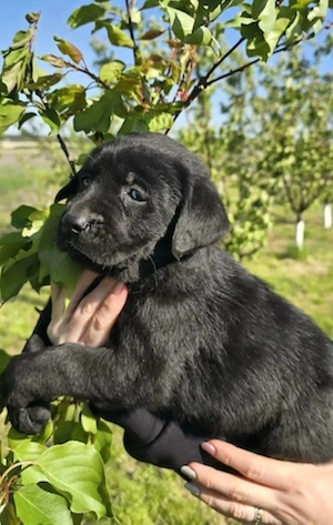 Labrador Retriever 