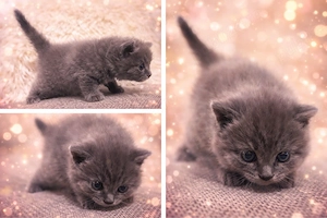 British shorthair
