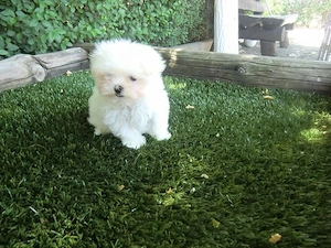 pui bichon maltese mini toy 