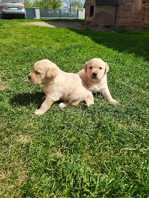Labrador retriver  - imagine 4