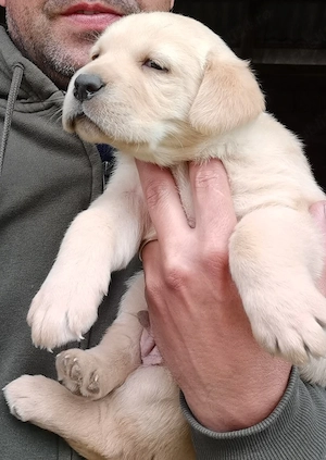 Labrador retriver  - imagine 3