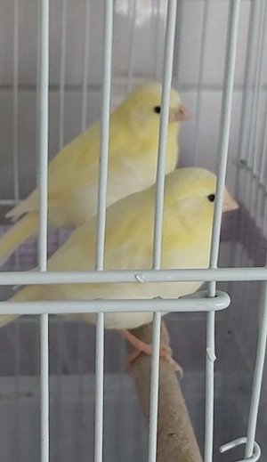 Canari Cântători