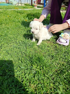 Fetiță bichon maltez