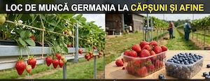 Urgent la  cules de afine și capsuni 