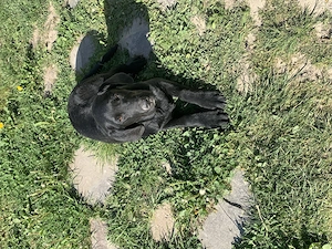 Labrador retiver