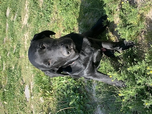 Labrador retiver - imagine 3