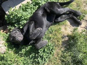 Labrador retiver - imagine 2