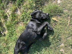 Labrador retiver - imagine 4