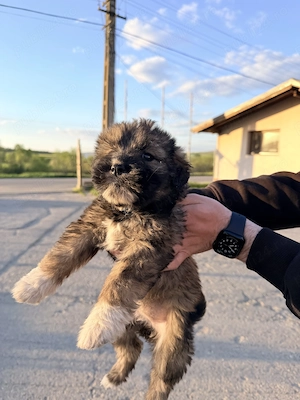 Donez căței metiși