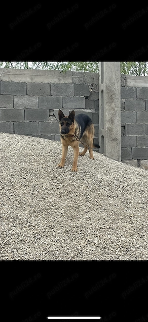 Donez un ciobănesc german din Tg Jiu 